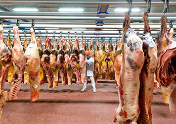 Naba Carni: area refrigerata per lo stoccaggio dei quarti