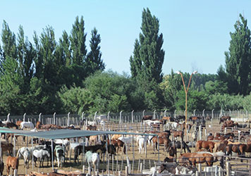 Allevamento di cavalli in Patagonia, Argentina