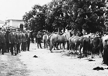 Il mercato di cavalli di Montichiari nel 1956
